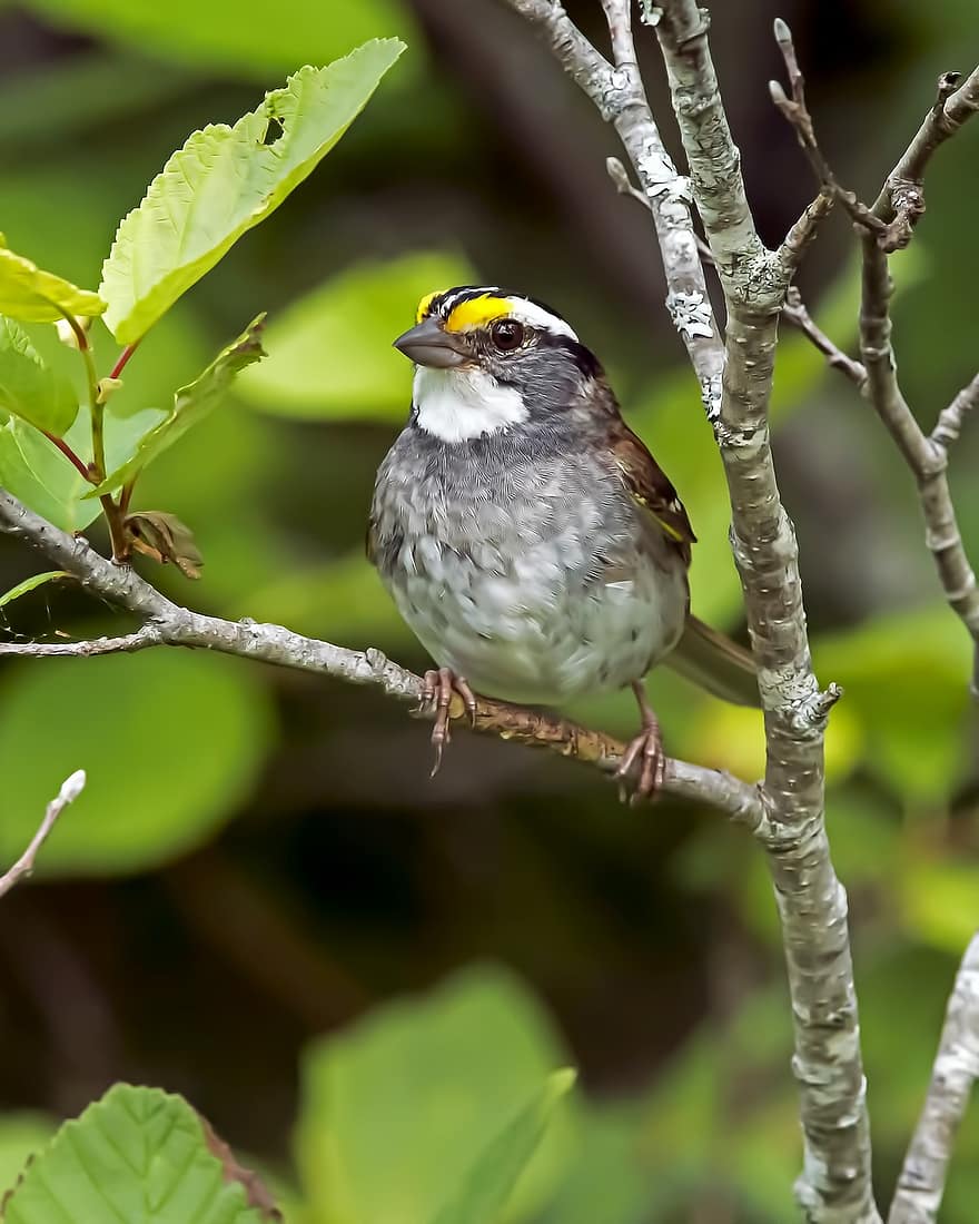 White-throated Sparrow, Bird, Perched, Animal, Feathers, Plumage, Beak, Bill, Bird Watching, Ornithology, Animal World