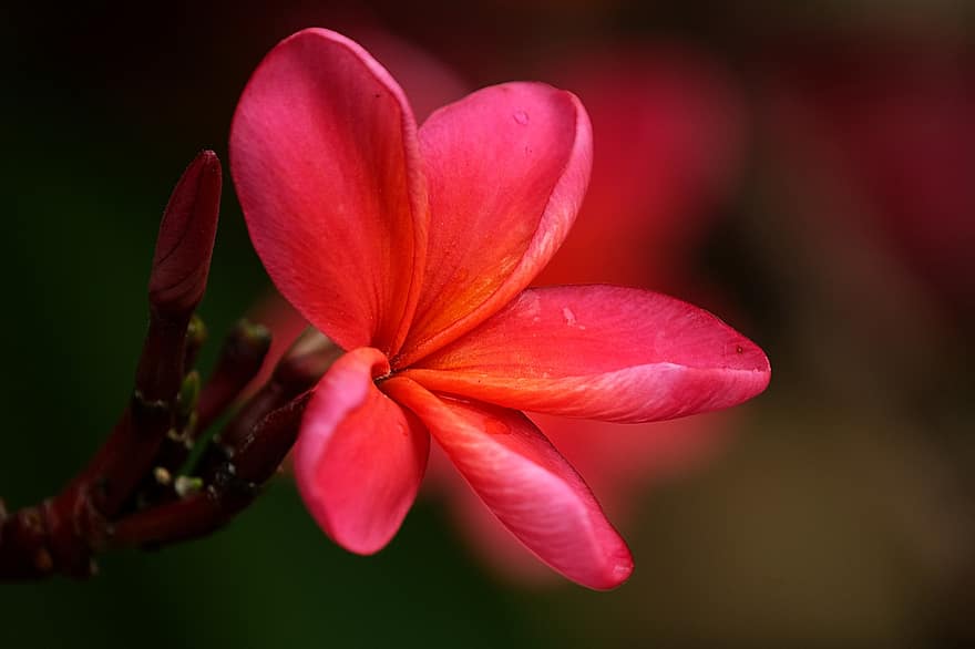 czerwony frangipani, kwiat, roślina, czerwony kwiat, plumeria, frangipani, płatki, zbliżenie, płatek, głowa kwiatu, liść