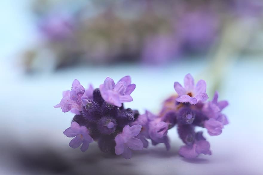 Lavendel, Blume, Makro, Provence, Natur, Sommer-, violett, Frankreich, lila, aromatisch, Pflanze