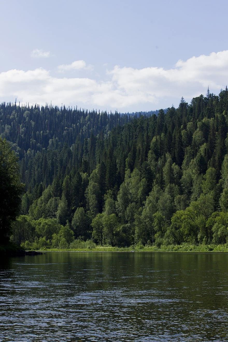 川、木、森林、森の中、ビーチ、タイガ、シベリア、風景、夏、水、緑色