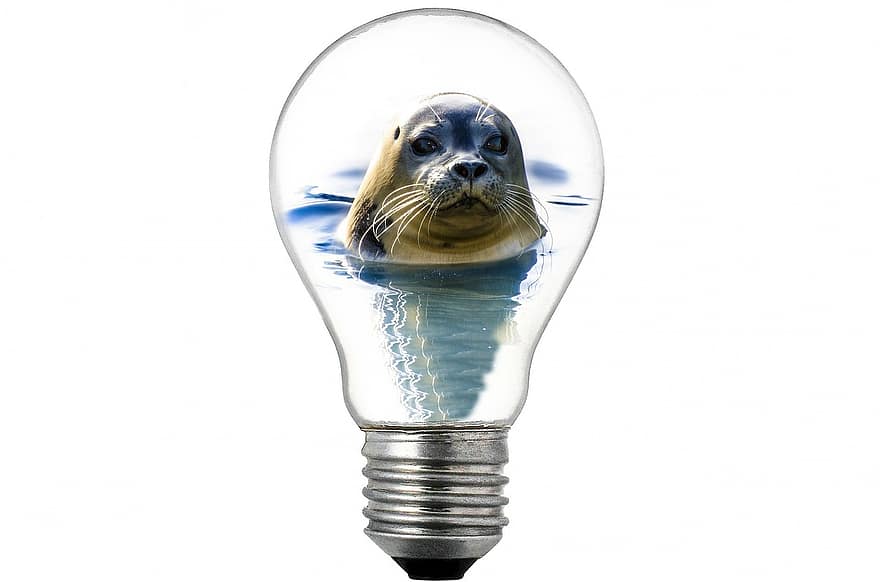 bulbo, leve, branco, ícone, fundo, foca, animal, isolado, lâmpada, composto, elétrico