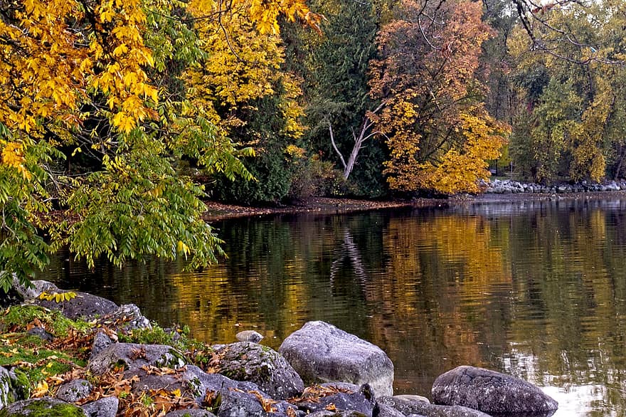 lago, bosque, otoño, naturaleza, follaje, hojas, arboles, agua, reflexión, árbol, amarillo