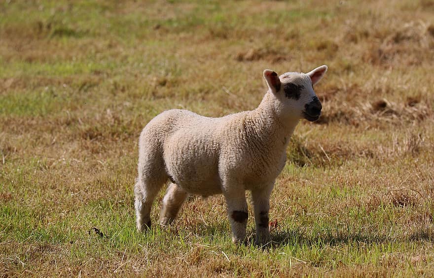 агнешко, овца, животно, природа, околност, селски, Земеделие, селско стопанство, Carmarthenshire, ферма, трева
