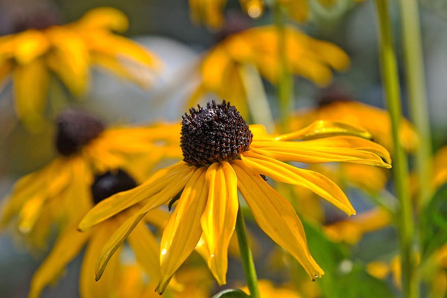 Coneflower, Rudbeckia, Yellow Flowers, Yellow Petals, Bloom, Blossom, Flora, Floriculture, Botany, Horticulture, Garden Plant
