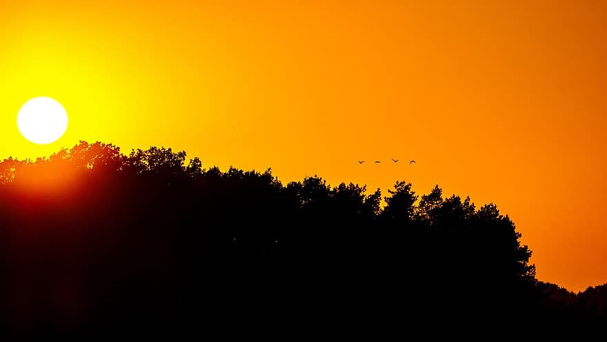 puesta de sol, naturaleza, aves, arboles, al aire libre