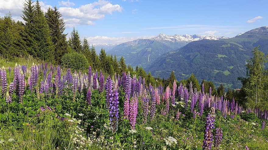 bergslandskap, Surselva, Graubünden, blommor