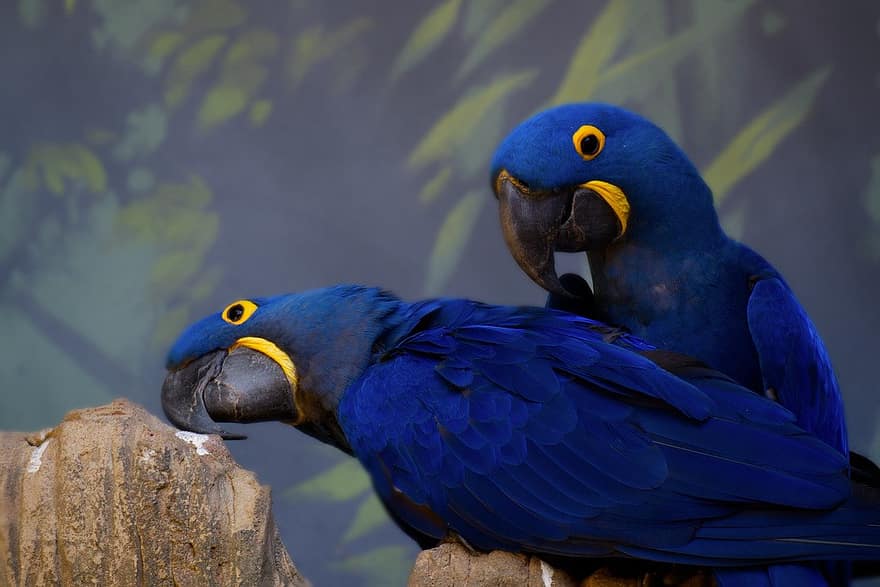 hyacint macaw, blå papegøye, fugler, avian, papegøye, dyr, anodorhynchus hyacinthinus, dyreliv