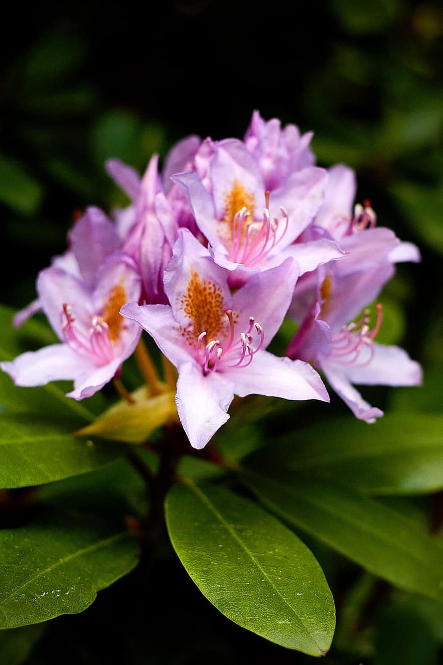flor, rododendro