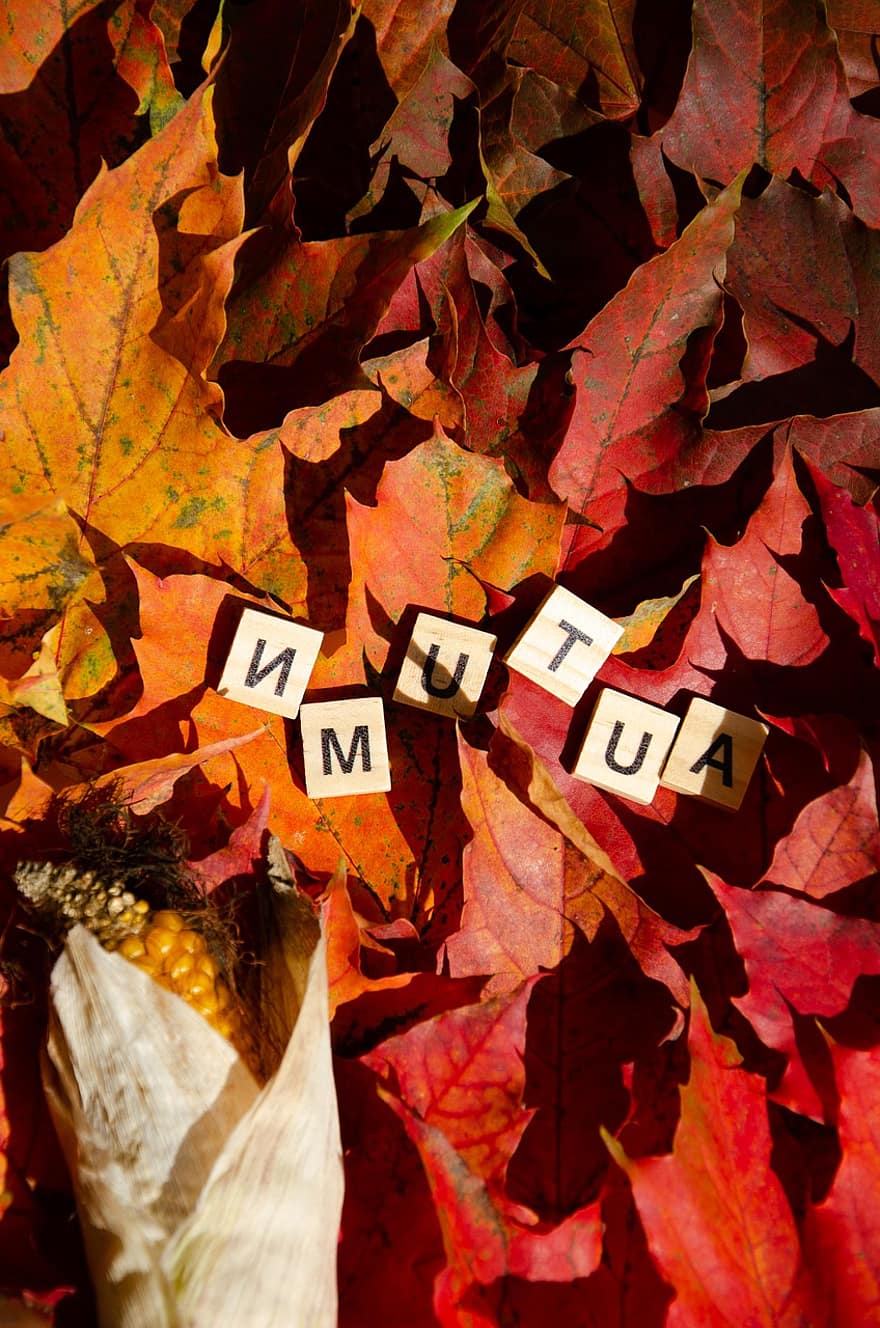 秋、ワード、葉、乾いた葉、落ち葉、もみじ、シーズン、レタータイル、褐色、オレンジ、自然
