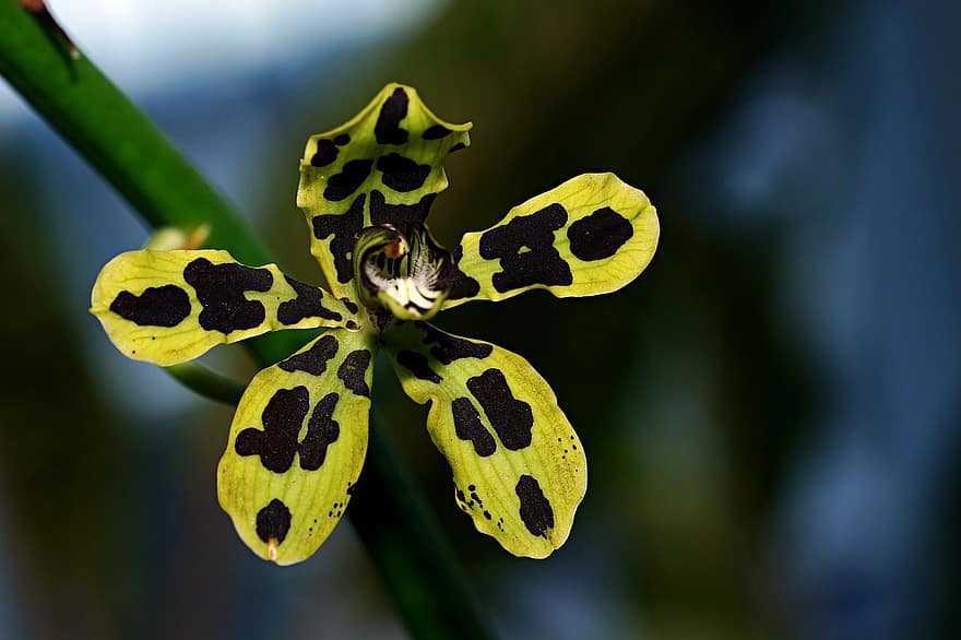 orkidé, blomst, have, Papua orkidé, kronblade, orkidé kronblade, flor, blomstre, plante, dendrobium orkidé, flora