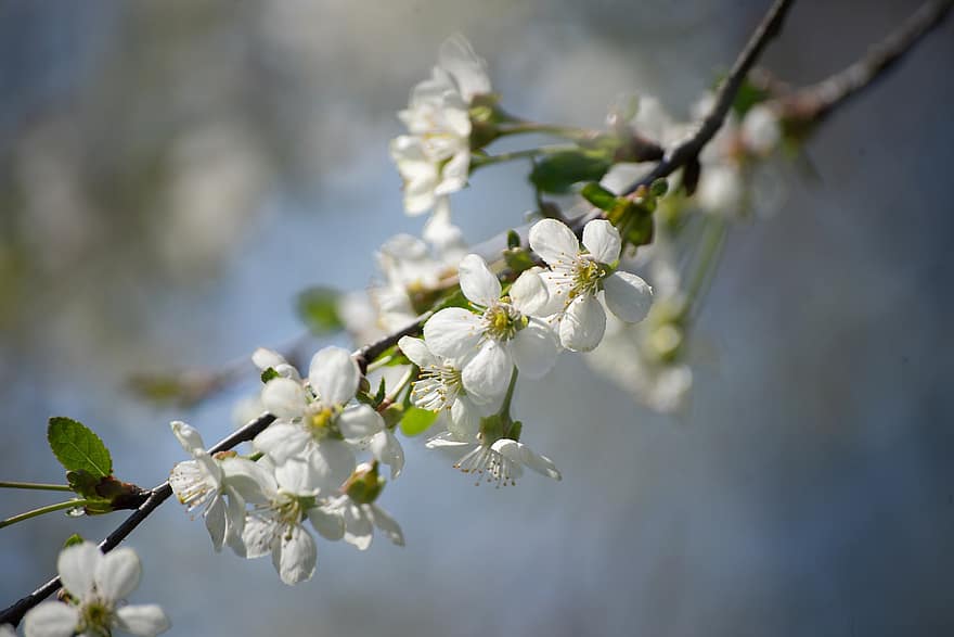 цветя, бели цветя, бели цветове, наблизо, дърво, природа, слънчево, пролетно време, клон, едър план, цвете