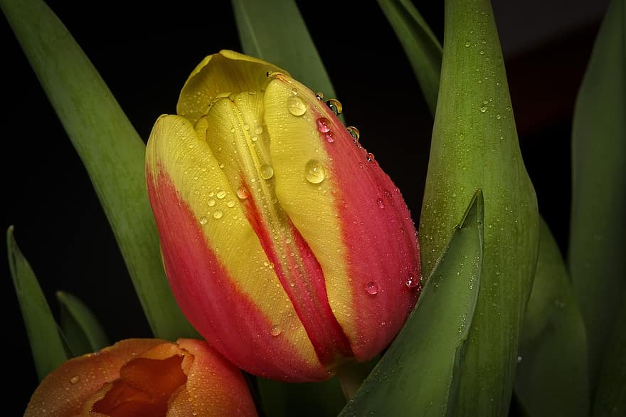 Tulip, Flower, Dew, Dewdrops, Water Droplets, Droplets, Petals, Blooming, Blossoming, Flora, Nature