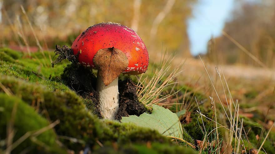 houba, moucha agaric, létat amanita, červená houba, muchomůrka, lesní podlaha, tráva, listy, les, Příroda, podzim