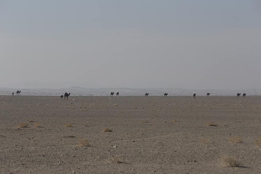 kameler, Maranjab-ørkenen, iran, ørken, turistattraktion, dyr, turisme, rejse, natur