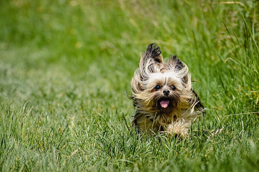 Yorkshire Terrier, vật nuôi, chó, ngoài trời, chạy, chơi, đồng cỏ, lông thú, thú vật, trong nước, răng nanh