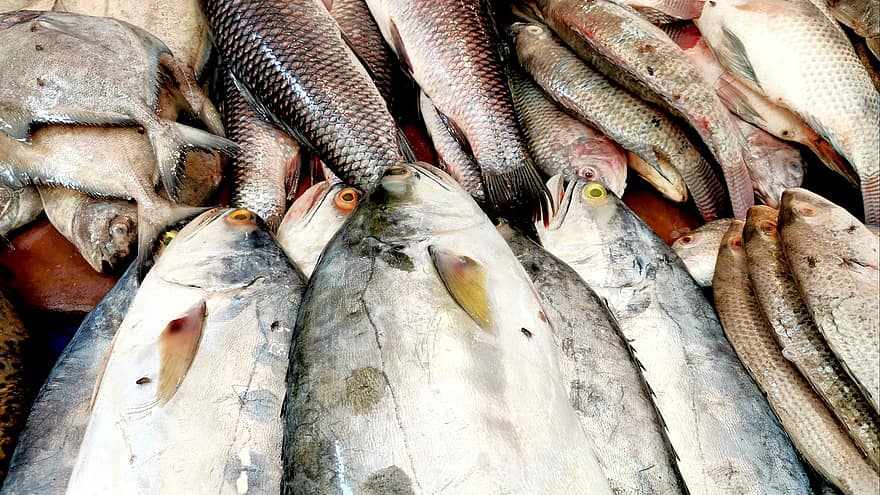 मछली, बाजार, समुद्री भोजन, समुद्री