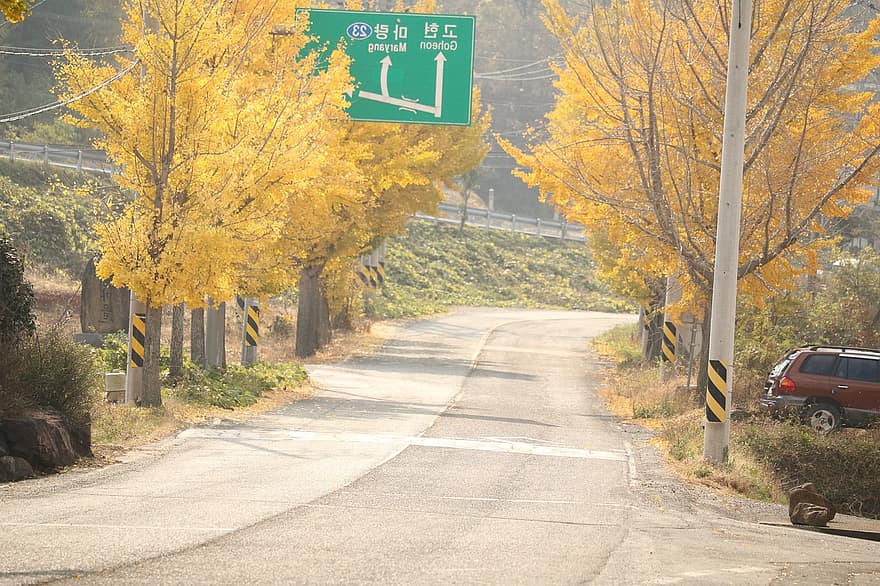 kelias, Ginkgo, ruduo, pobūdį, ženklas, geltona, medis, lapai, sezoną, miškas, kaimo scenoje