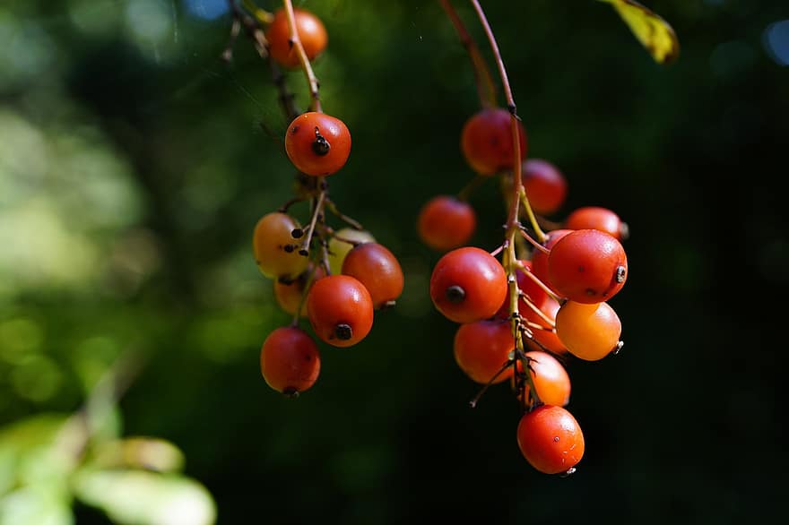 Berry, Nature, Shrub, Macro, freshness, green color, plant, summer, fruit, leaf, close-up