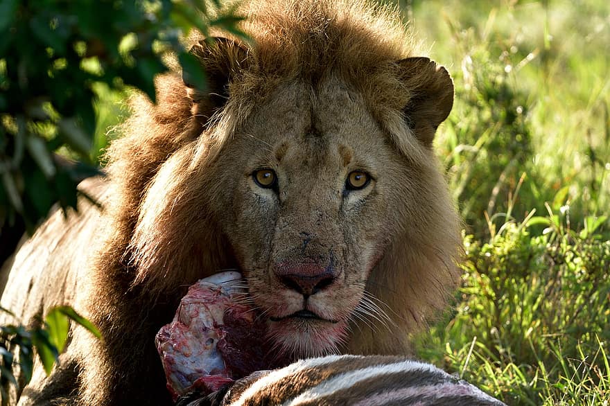 Lion, animal, Masai Mara, Afrique, faune, mammifère, panthera leo, félin, animaux à l'état sauvage, chat non domestiqué, animaux de safari