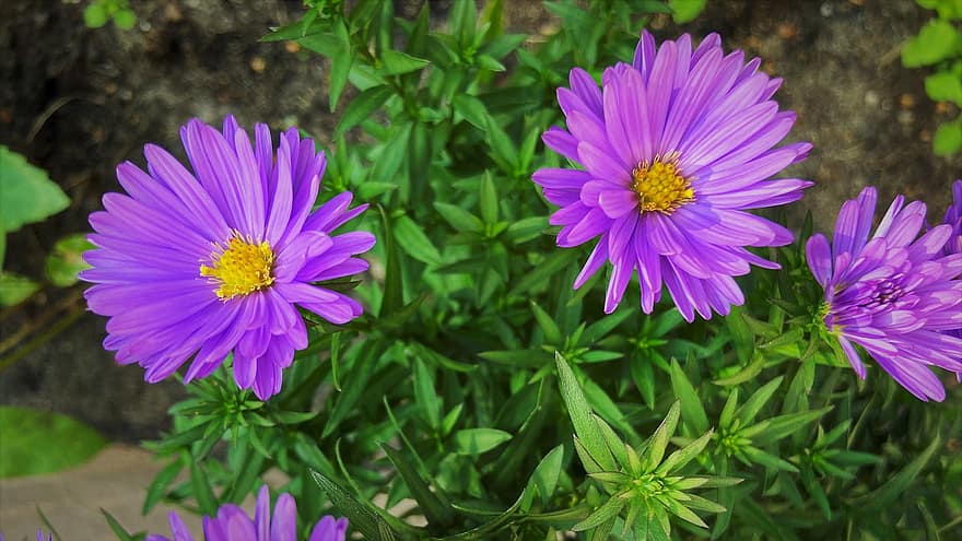 アスター、フラワーズ、庭園、紫色の花、紫色の花びら、咲く、フローラ、植物、自然
