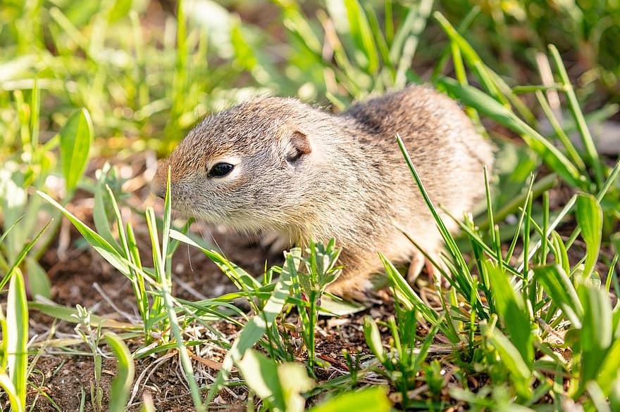 Uinta Ground Squirrel, Chisler, Rodent, Nature, Animal, Prairie, Wildlife, Mammal