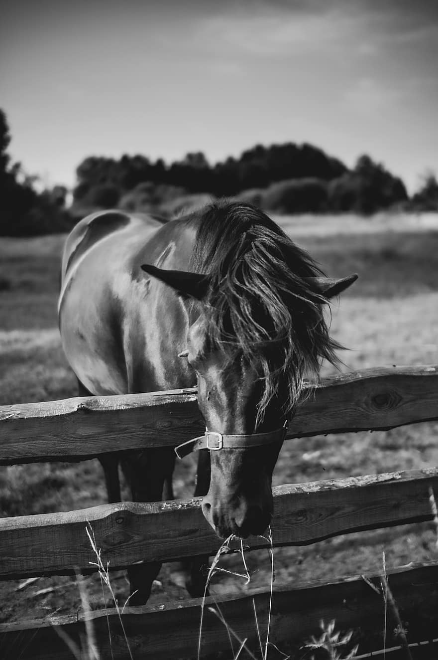 caballo, cerca, granja, pasto, negro, blanco, animal, naturaleza, escena rural, semental, rancho