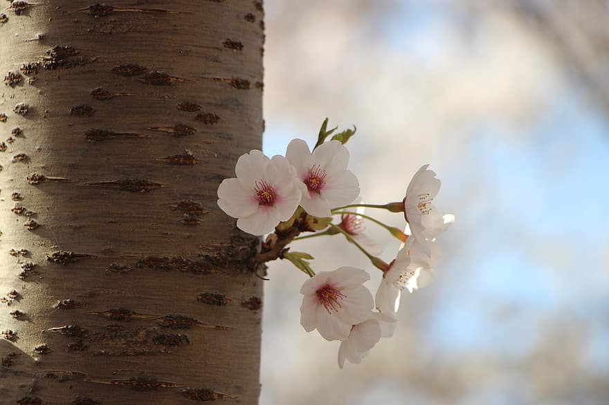flors, branca, flor de cirerer, sakura, planta, florint, flor