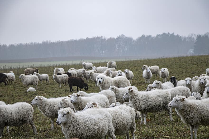 des moutons, troupeau, animaux, animaux de la ferme, herbe, bétail, la laine, le monde animal, Prairie, champ