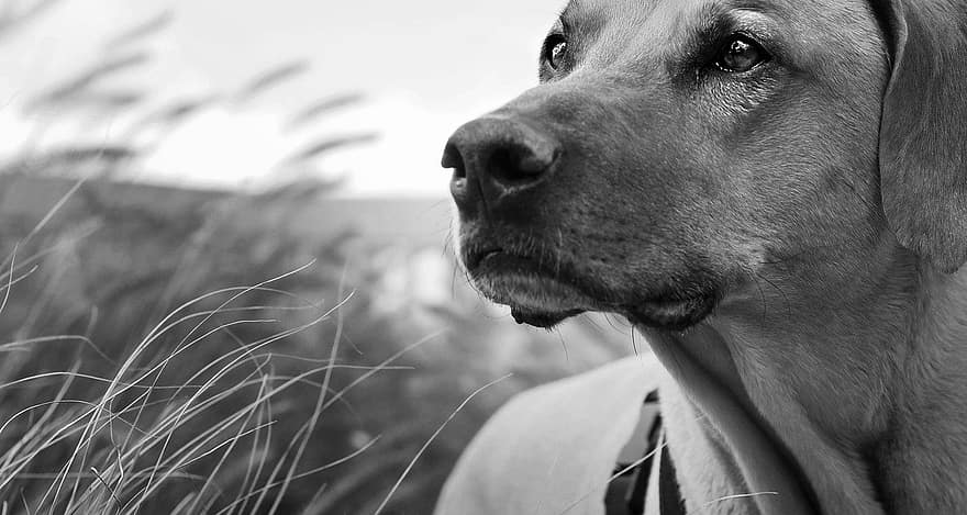 hund, canine, ridgeback, kjæledyr, søt, gress, nærbilde, svart og hvit, rasehunden, portrett, husdyr