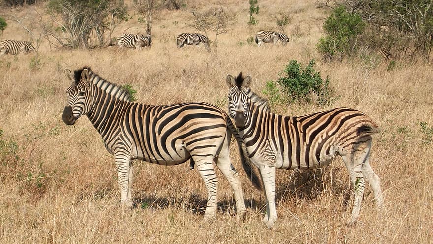 Zebras, Herde, Afrika, Südafrika