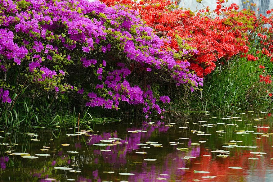 flors, azalea, riu, flors silvestres, primavera, flors de primavera, República de Corea, paisatge, estany, flor, planta