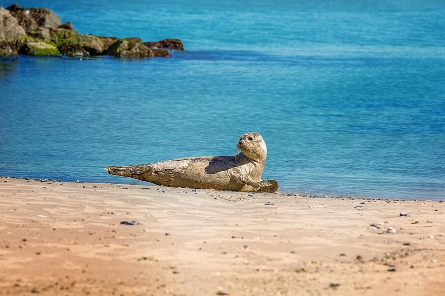 Seal, Beach, Mammal, Wildlife, Sea, North Sea, Sand, To Sunbathe, Midday Sun, Denmark