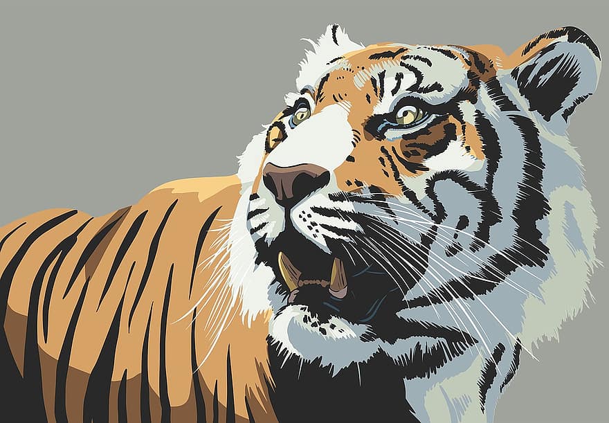 tiger, djur-, stirra, tänder, vild, stark, gråa djur