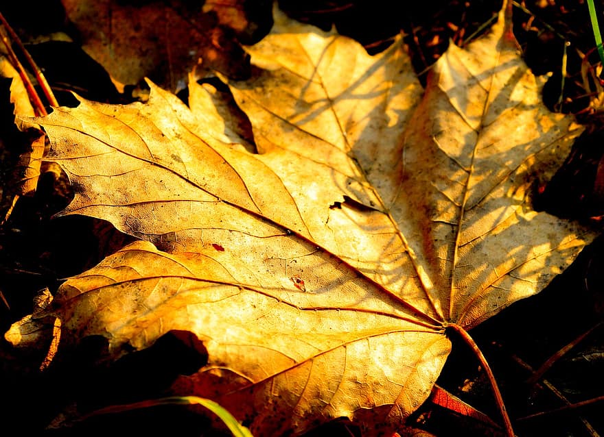 blad, efterår, løv, botanik, vækst, gul, sæson, baggrunde, oktober, tæt på, plante