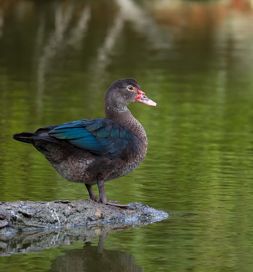 дива патица, водна птица, езеро, клюн, перце, езерце, животни в дивата природа, вода, патица, зелен цвят, многоцветни
