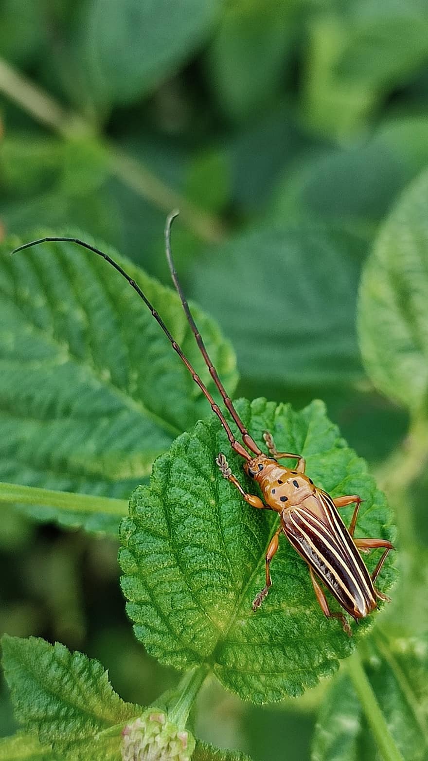 longhorn beetle, insectă, frunze, plantă, gândac, artropod, animale sălbatice, grădină, natură, a închide, macro