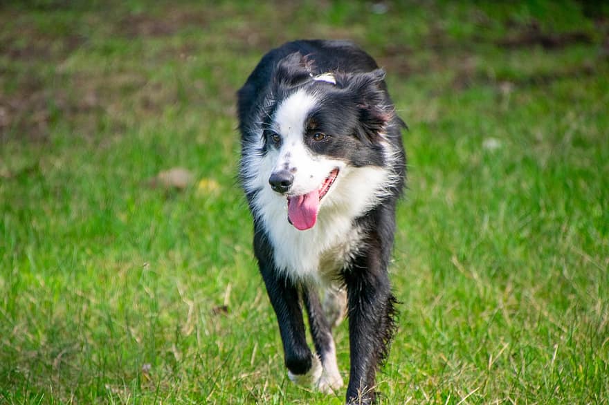犬、ランニング、走る、ペット、動物、楽しい、遊びます、わくわく、ハッピー、活動的、犬歯