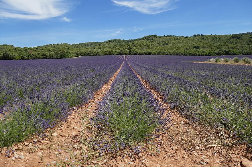 Lavender, Flowers, Field, Purple Flowers, Plantation, Landscape, Nature, Rows, Summer, Provence