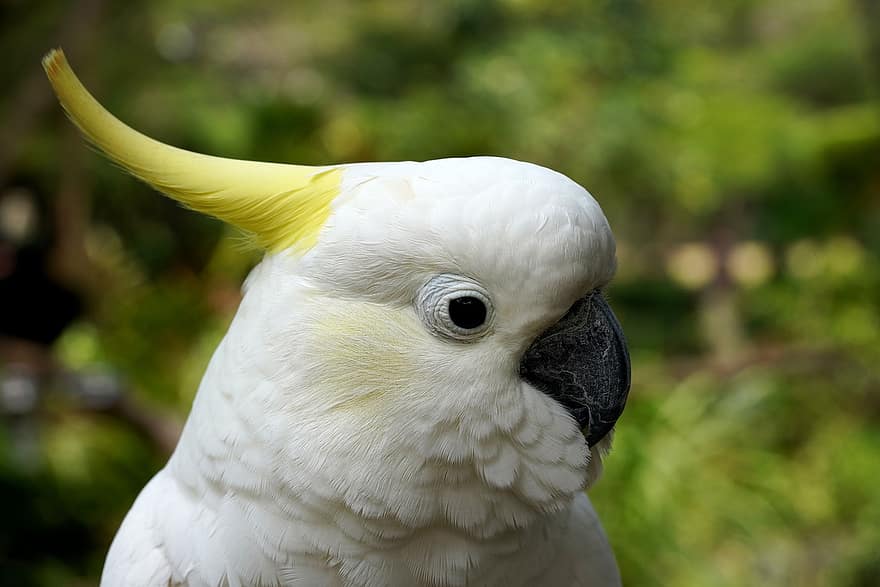 geltonkojis kakadu, paukštis, kakadu, plunksnos, snapas, sąskaitą, pobūdį, gyvūnas
