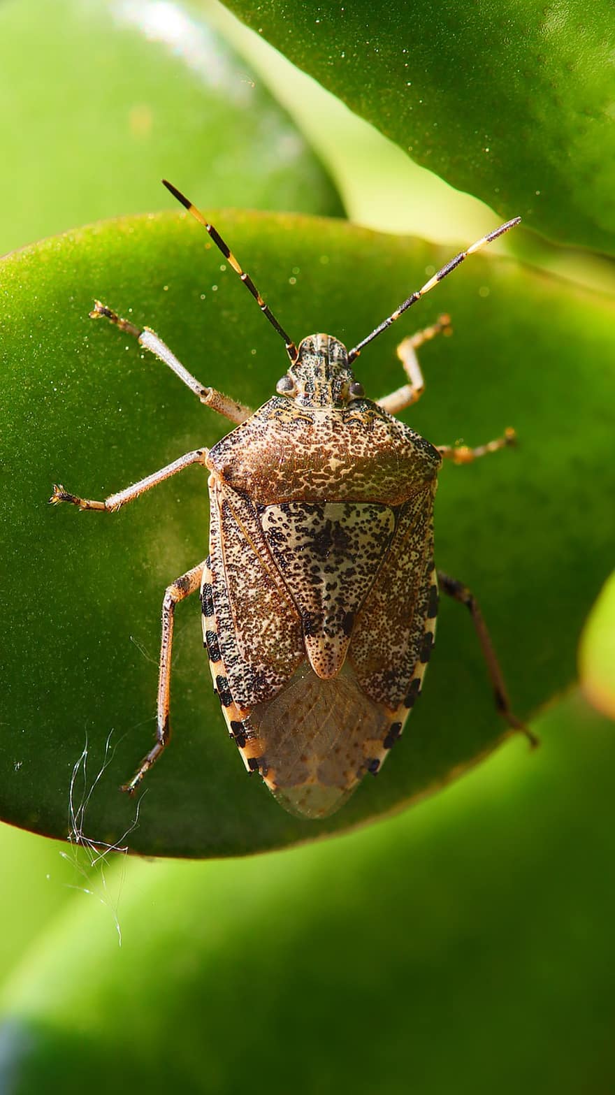 Con bọ có mùi khó chịu, bọ cánh cứng, trong, côn trùng, thú vật, đóng lại, màu xanh lá, lá, mùa hè