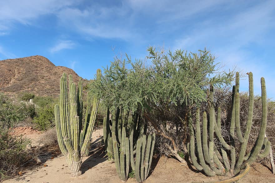 kaktus, poušť, Příroda, strom, rostlin, krajina, hora, rostlina, zelená barva, písek, letní