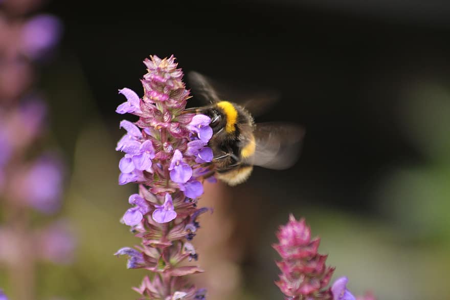pszczoła, kwiaty, płatki, owad, pluskwa, skrzydełka, latający, kwiat, pyłek