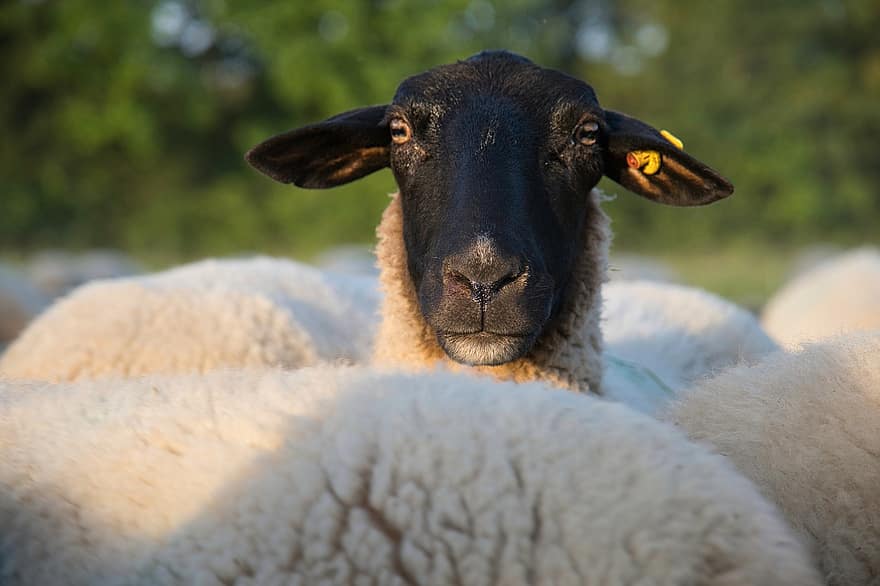 羊、レオン羊、羊の群れ、ウール、肖像画、農村、自然、哺乳類、ファーム、田園風景、草