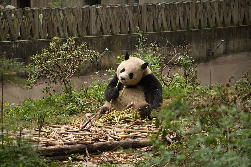 Panda, animal, manger, mammifère, le monde animal, omnivore, photographie de la faune, animal sauvage