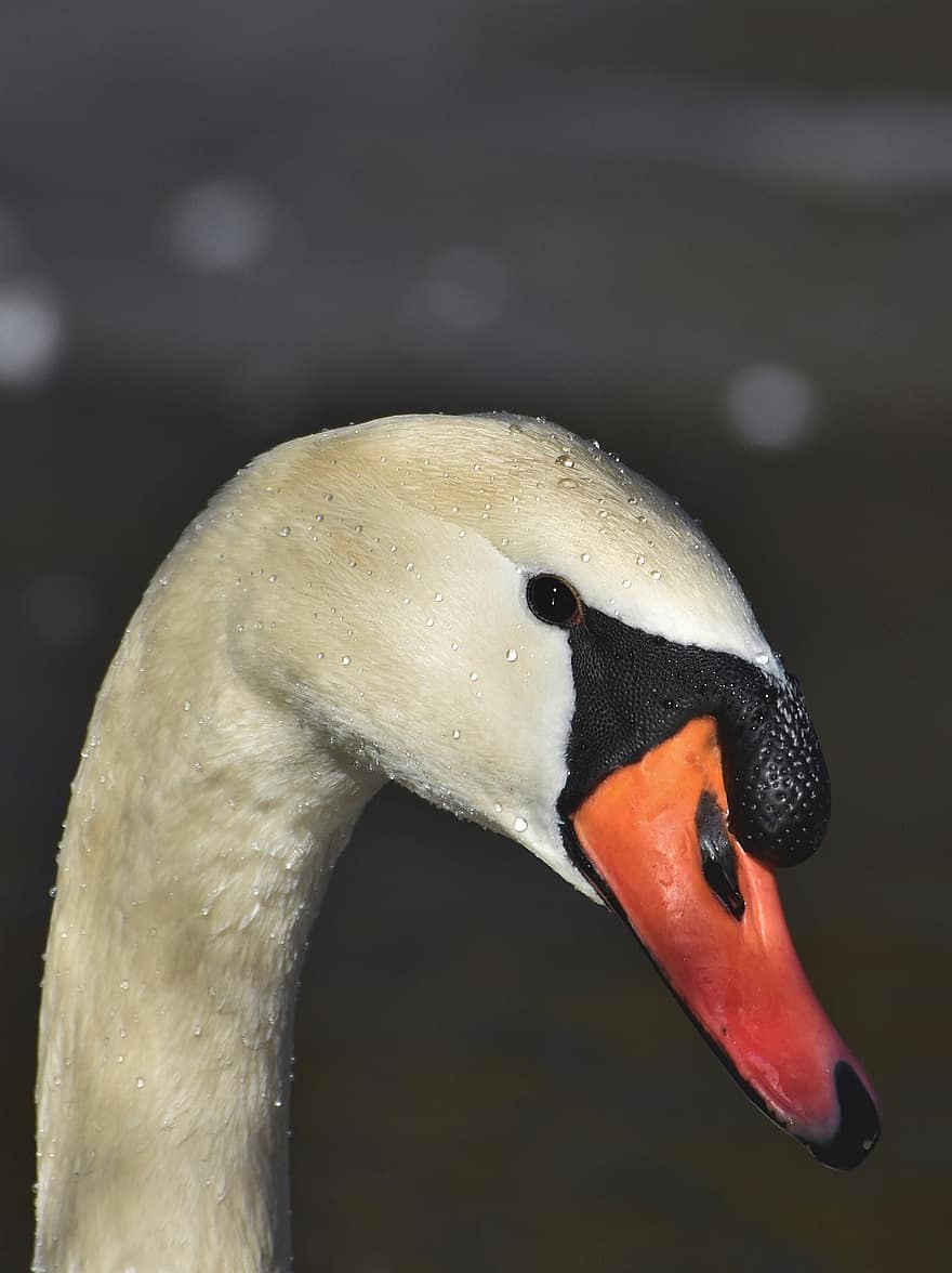 Swan, Waterbird, Bird