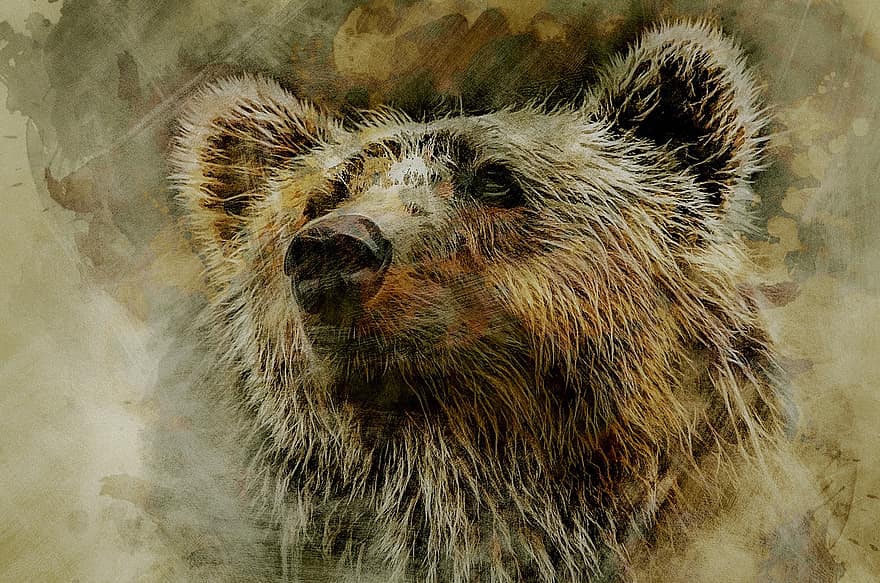 grisalho, Urso, kodiak, cabeça, retrato, natureza, predador, animal, animais selvagens, Castanho, mamífero