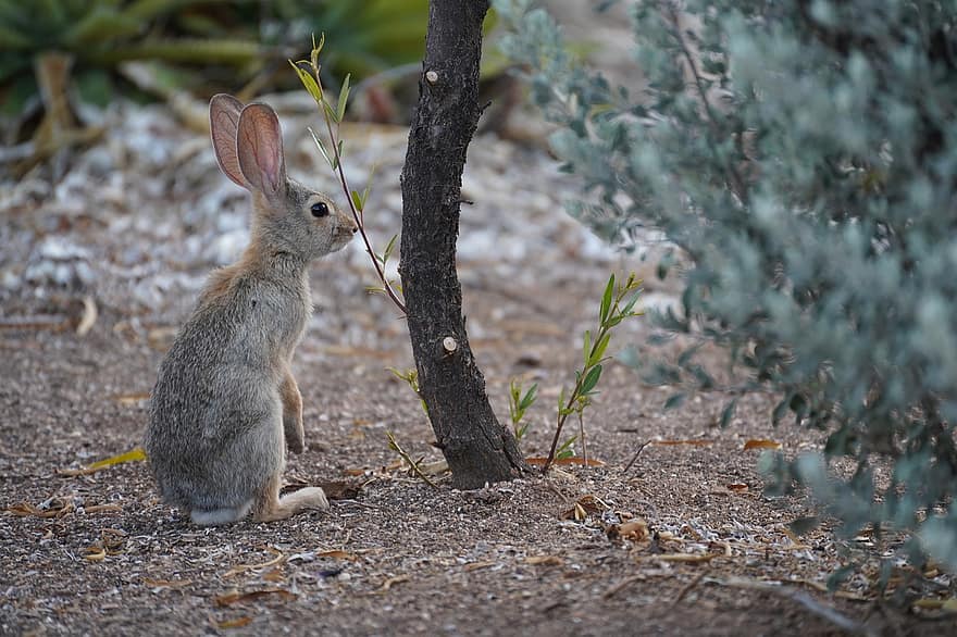 kelinci, kelinci Amerika Serikat, gurun, Arizona, imut, hewan peliharaan, binatang di alam liar, kecil, bulu, pohon, duduk