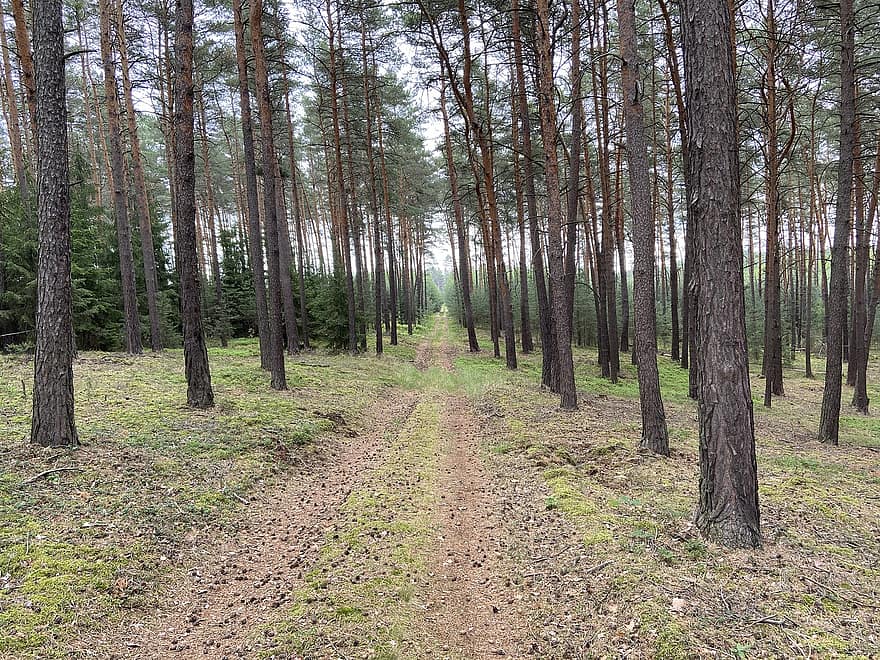 Forest, Trees, Path, Trail, Trunks, Pine Trees, Foliage, Branches
