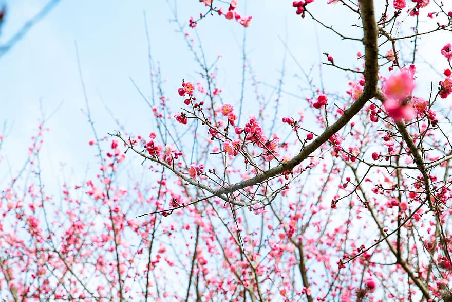 Plum Blossoms, Branches, Pink Flowers, Trees, Bloom, Blossom, Flora, Nature