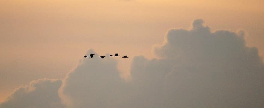 fugle, flyvningen, flok, ibis, Colombia, silhuet, skyer, cloudscape